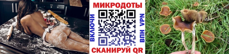 Купить  Богучар  Галлюциногенные грибы Psilocybe 